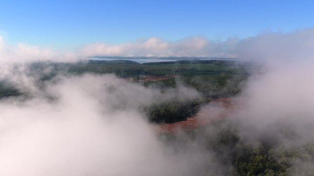 Low stratus cloud formed by nocturnal temperature inversion drifts above Atlantic Forest (Mata Atlantica) and silviculture plantations in Misiones, Argentina, slow drone forward flyover descent.