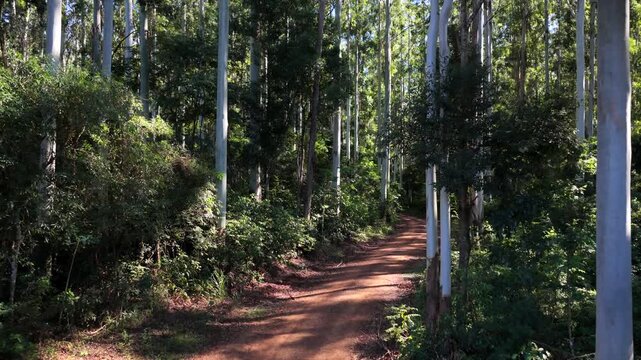 Eucalyptus plantation (Eucalyptus spp., Myrtaceae) borders an unpaved forestry road in Misiones, Argentina, showing managed silviculture with native understory vegetation, drone forward flyover.