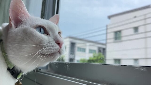 Horizontal close up video of an odd-eyed white cat making chattering movements at birds through a window before letting out a yawn. 