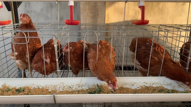 Close up of brown Laying hens in battery cage on a poultry farm
