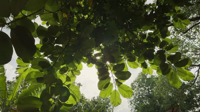 Wide angle view of translucent green leaves gently swaying as sunlight shines through a dense tree canopy creating a peaceful natural scene