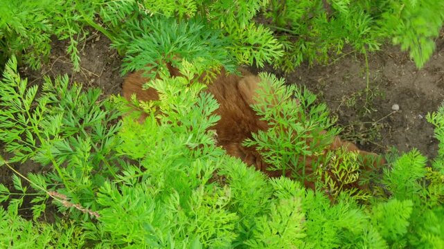 Ginger cat is hiding in a carrot patch, sitting and going away, top view. Behavior of cats in nature
