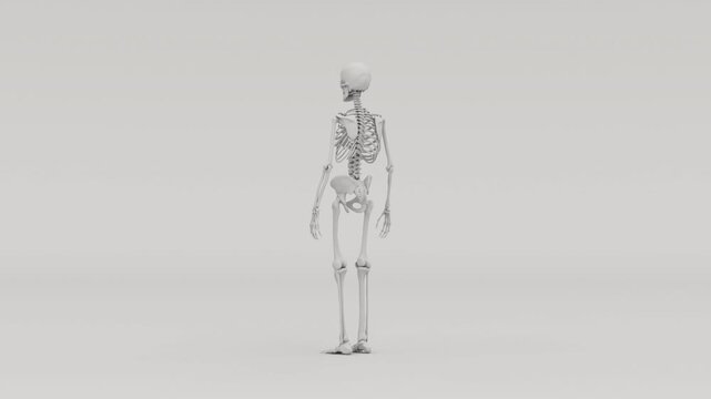 Matte Grey 3D Skeleton Anatomical Model Rotating - 4K 30fps 3D rotating matte grey &eacute;corch&eacute; anatomical model showing human skeleton with exposed muscles and sinews, 13 seconds, isolated on clean backgr
