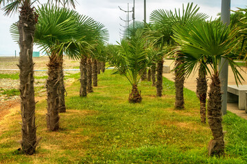 Row of small palm trees growing on alley between walking path and beach in tropical resort park. Georgia, Batumi. © Elena
