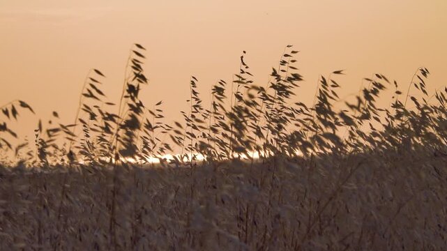 The image of a hot grassy steppe. The panicles of wild oat (Avena fatua) flutter in the light wind against the sunset sky