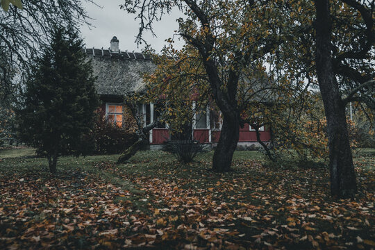 Laane County, Estonia - 31 October 2024: View of a traditional wooden house with a thatched roof and glowing window, surrounded by autumn trees and fallen leaves in Vormsi.
