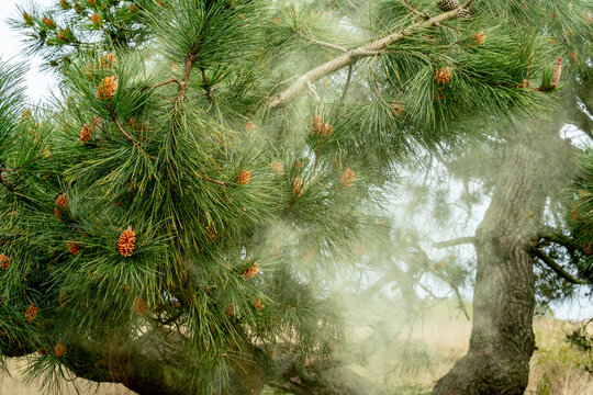 Close-up of pine tree branches with green needles and small cones in soft natural light