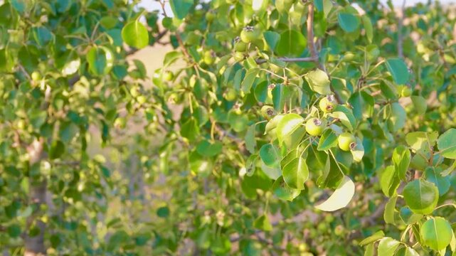 wild pear tree (Pyrus achras) with small round fruits in Crimea steppe