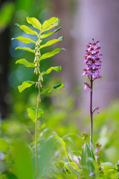 Purpur-Knabenkraut - Orchis purpurea