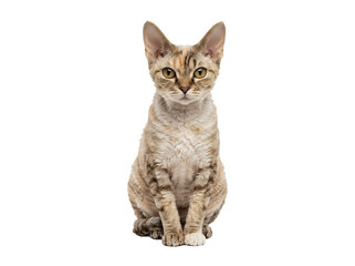 Fototapeta premium Cute cat sitting and looking ahead.