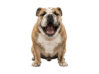 Fototapeta premium Cute English bulldog yawning with mouth open.