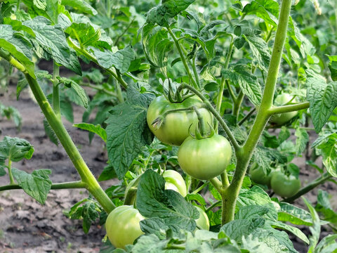 Green unripe tomatoes growing on the vine in a vegetable garden. Healthy tomato plant with developing fruits in natural daylight. Home gardening, agriculture and organic farming concept.

