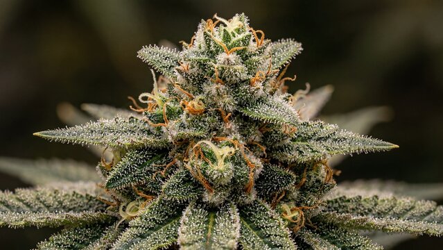 Macro view of a mature blooming cannabis plant bud with trichomes.