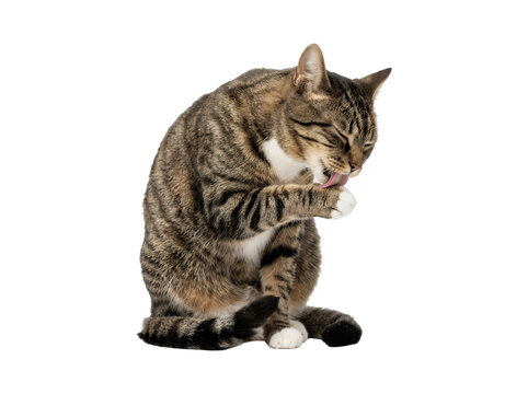 Cute tabby cat licking its paw while sitting.