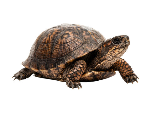 Detailed studio shot of an eastern box turtle isolated on white background.