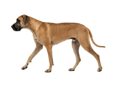 Full length profile of a fawn Great Dane dog walking sideways isolated on white background.