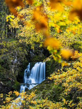 Waterfall flowing through a vibrant golden autumn forest landscape offers premium tourism and serene outdoor nature exploration at Goriuda waterfall, Julian Alps, Chiusaforte, Friuli, Italy.