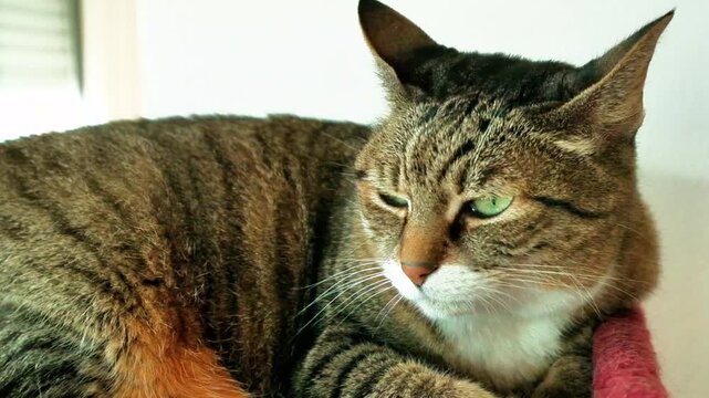 Beautiful European breed cat with brindle grey fur and part of her white muzzle curled up on a burgundy scratching post