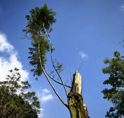 Fototapeta premium Resilient Tree Regrowth Under Blue Sky