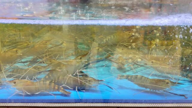 Supermarket Live Seafood Display &ndash; Fresh Crabs, Lobsters, Prawns, Mussels, Clams and Other Shellfish in Aerated Aquarium 
