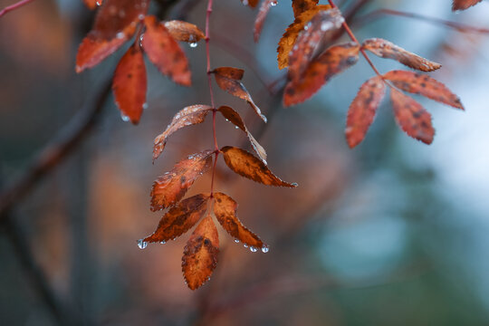 Rowan leaves in the autumn
