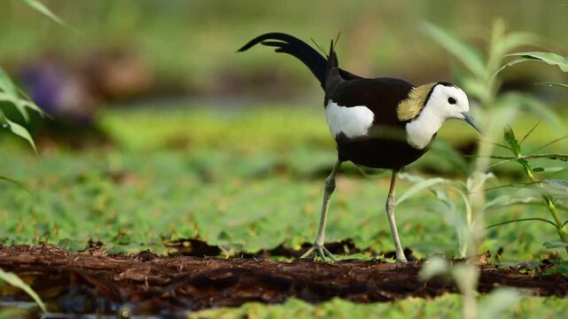 Cinematic Shot of a Pheasant-Tailed Jacana Walking on a Log in a Wetland