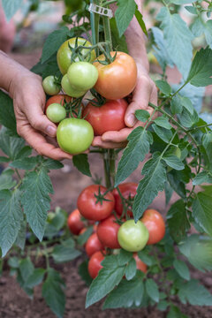 Male Hands Holding Ripe and Green Tomatoes Growing on a Tomato Plant