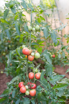 Healthy Tomato Plant with Ripe and Green Tomatoes in a Greenhouse