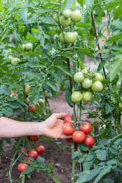 Hand Holding a Large Cluster of Ripe Tomatoes on a Tomato Plant