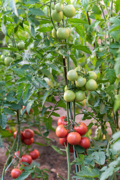 Healthy Tomato Plant with Ripe and Green Tomatoes and Space for Text