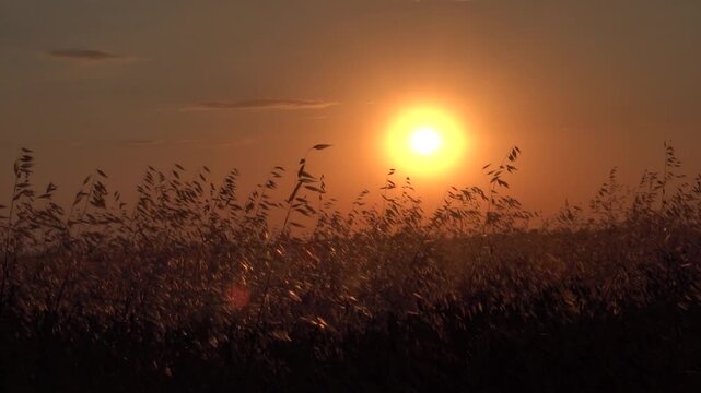 The image of a hot grassy steppe. The panicles of wild oat (Avena fatua) flutter in the light wind against the sunset sky
