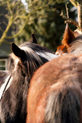 Close-up of two horses standing close showing their manes and coats in a sunlit outdoor setting © PIC by Femke
