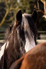 Close-up portrait of a black and white horse with a long mane in a sunlit paddock with a blurred brown horse in the foreground © PIC by Femke