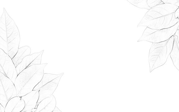 Detailed fern leaf sketch with delicate veins and fronds is presented on transparent background foliage leaves botanical drawing illustration vector graphic design plant