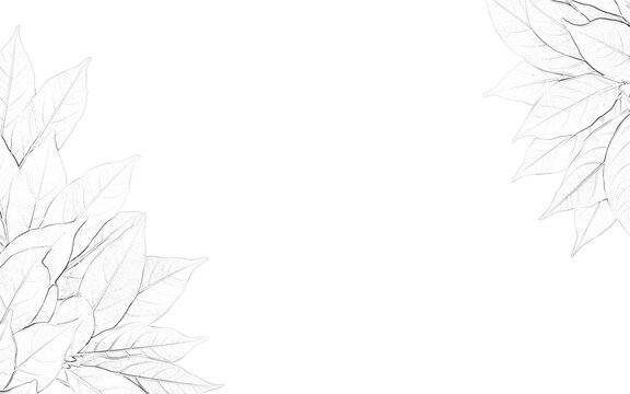 Detailed botanical illustration of a fern leaf with delicate fronds rests on transparent background foliage drawing sketch plant leaves nature flora greenish intricate