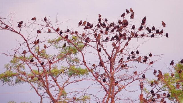 A summer flock of starlings with young birds (brown) on gleditschia tree. Post-wedding season