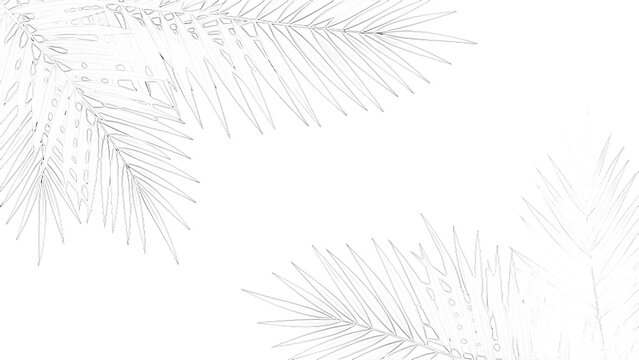 A detailed botanical sketch of a fern leaf with delicate fronds is presented on transparent background foliage drawing illustration plant leaves intricate organic