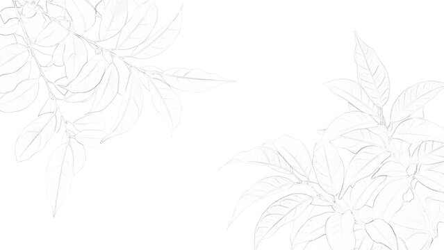 Detailed botanical sketch of a maple leaf with intricate vein patterns is presented on transparent background foliage drawing illustration veins plant flora nature