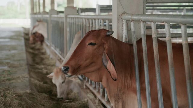Close up of cows feeding on fresh grass in livestock shed agriculture concept.	
