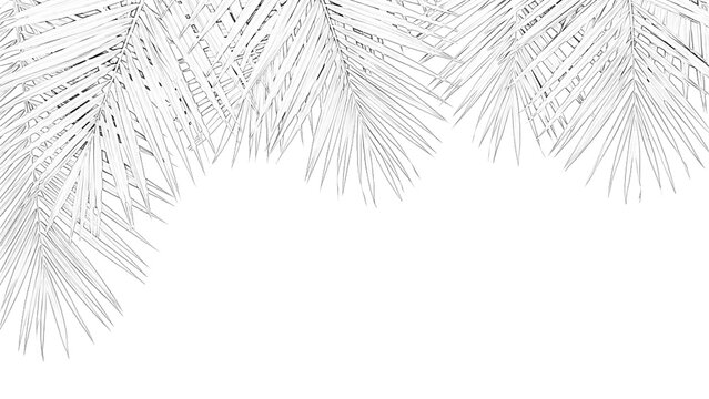 Detailed fern leaf sketch illustration with delicate veins presented on transparent background leaves foliage botanical drawing vector graphic design element nature plant flora