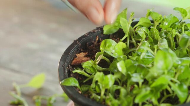Close-up footage of hands propagating small green plant cuttings by planting them closely in moist organic soil inside a black pot, demonstrating home gardening and plant propagation.