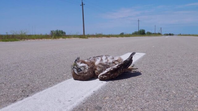 Indifferent or inattentive motorists kill all animals on the highway, from insects to large mammals. A dead little owl on a country road