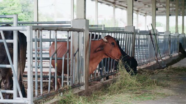 Close up of cows feeding on fresh grass in livestock shed agriculture concept.	
