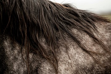 Close-up detail of a dappled gray horse's neck and dark mane showing textured coat, hair strands and natural soft lighting © PIC by Femke