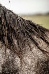 Close-up photograph of a grey horse's neck and long dark mane showing dappled coat texture and natural detail in an outdoor pasture © PIC by Femke