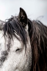Close-up portrait of a gray horse head with long dark mane and forelock, eye gently closed in soft natural light © PIC by Femke
