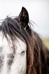 Close-up portrait of a gray horse with dark mane and closed eye in soft natural light, shallow depth of field © PIC by Femke