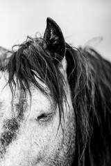 Close-up black and white portrait of a horse with long mane covering its eye and a calm, contemplative expression © PIC by Femke