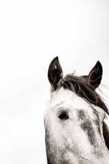 Close-up portrait of a gray horse head with tousled mane and attentive ears on a high-key white background © PIC by Femke