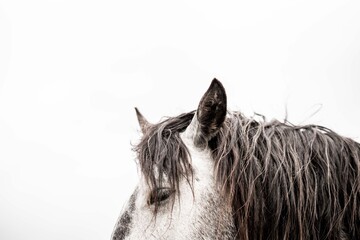 Close-up profile portrait of a gray horse with wet dark mane against a clean white background, showing detailed eye and coat texture © PIC by Femke